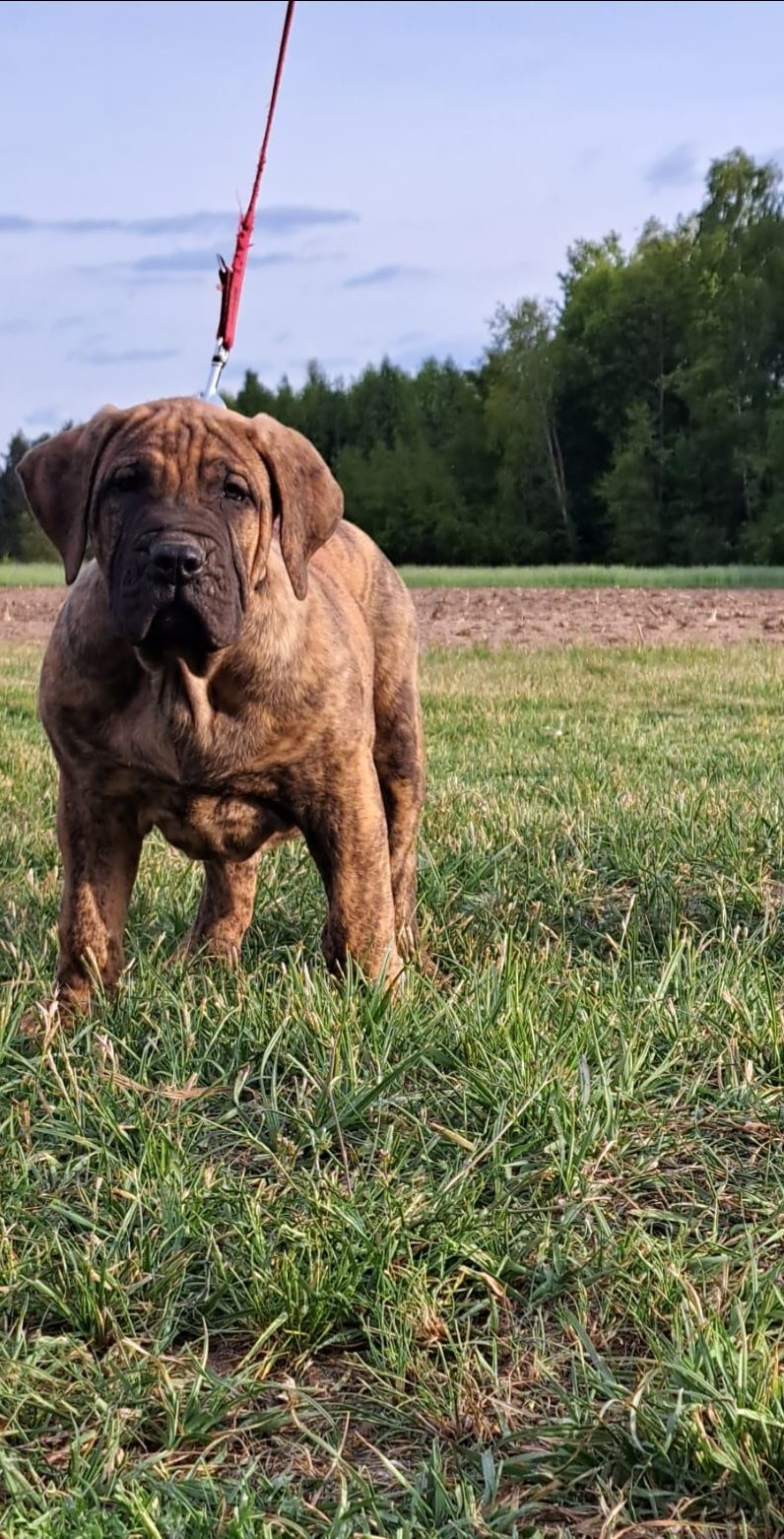 Szczeniak Presa Canario ZKwP/FCI