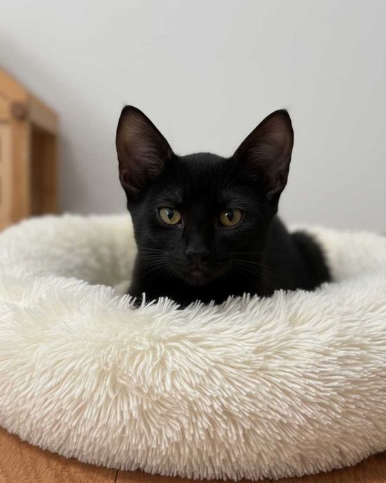 Setúbal / Margem Sul / Lisboa — Os "BEETLES", gatinhos para adoção