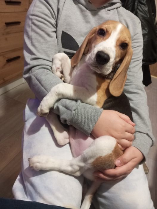 Piesek Beagle tricolor