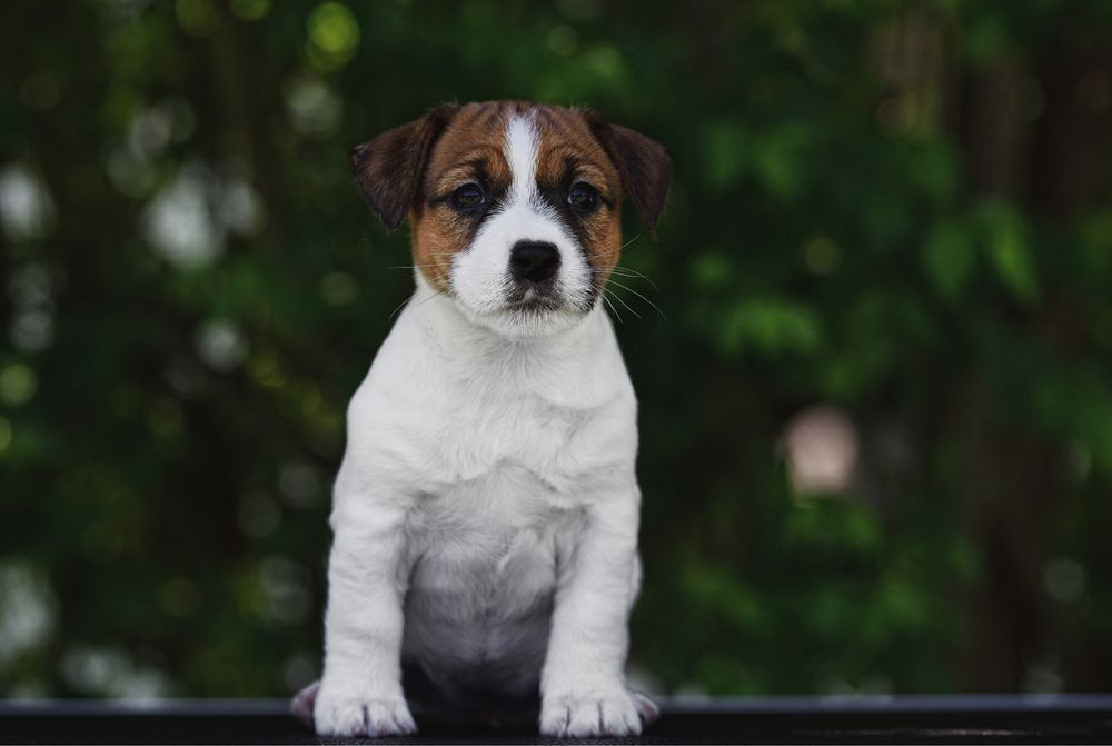 Профрозплідник джек расел терʼєр.Цуценята