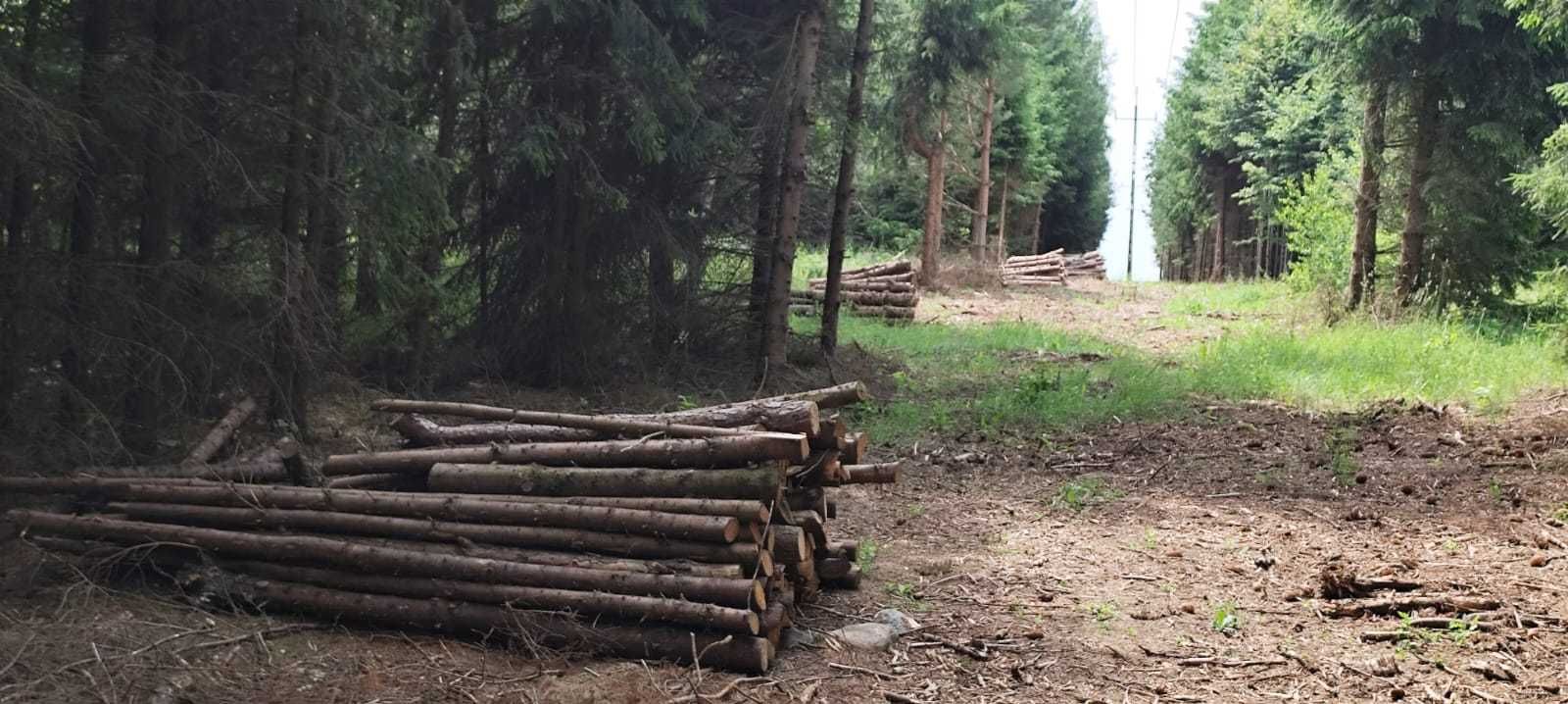 Drewno świerkowe z domieszką sosny – 12 m³