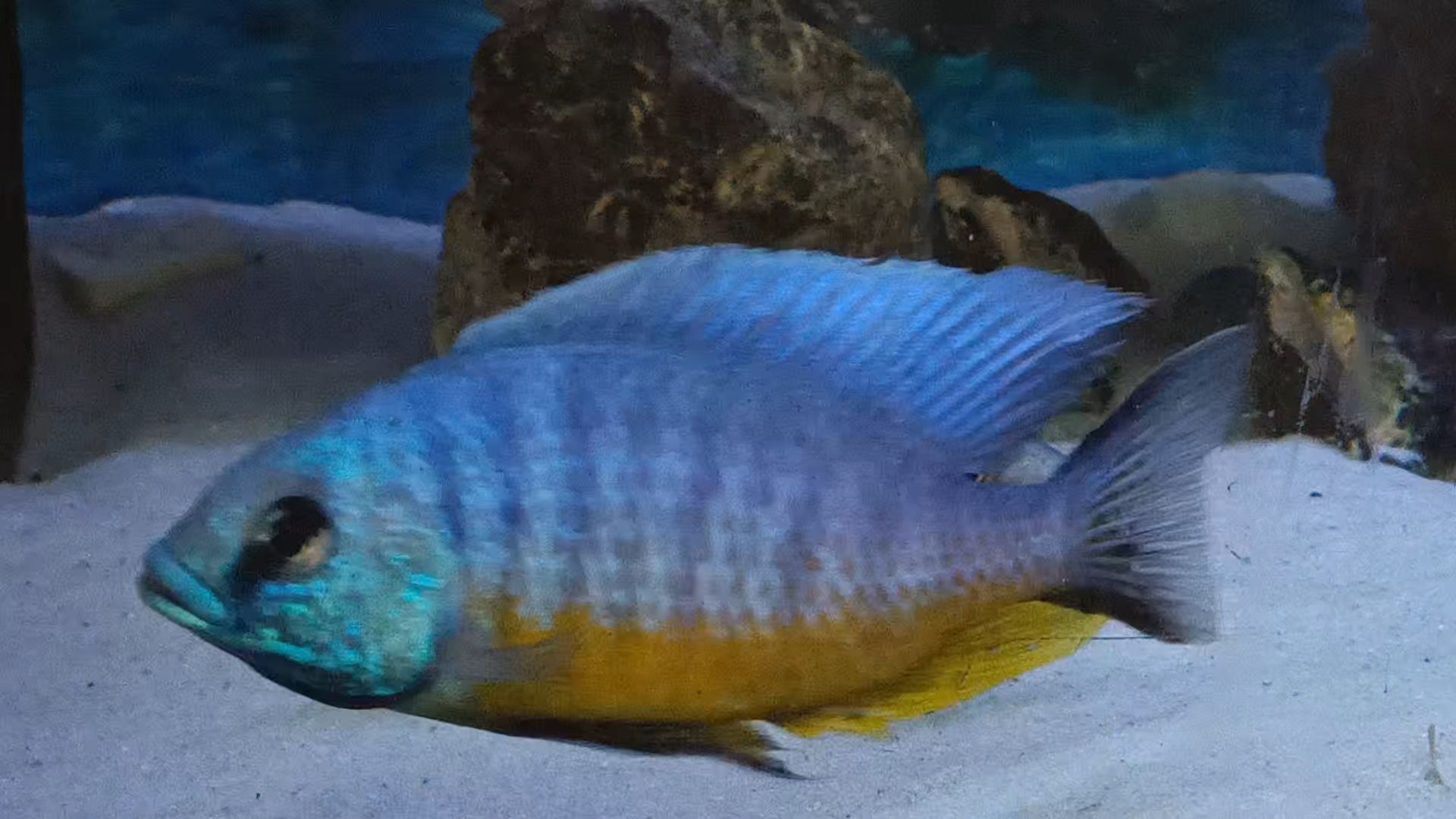 Protomelas spilonotus tanzania