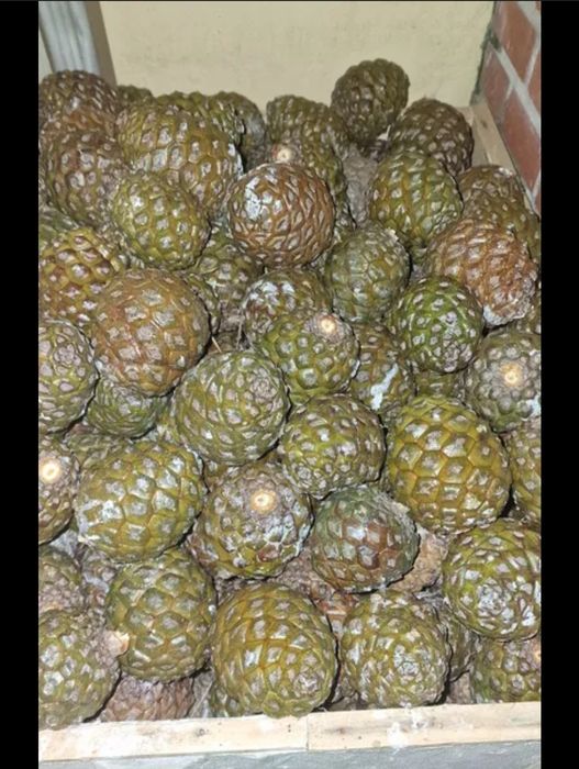 7 sacos Pinhas mansas