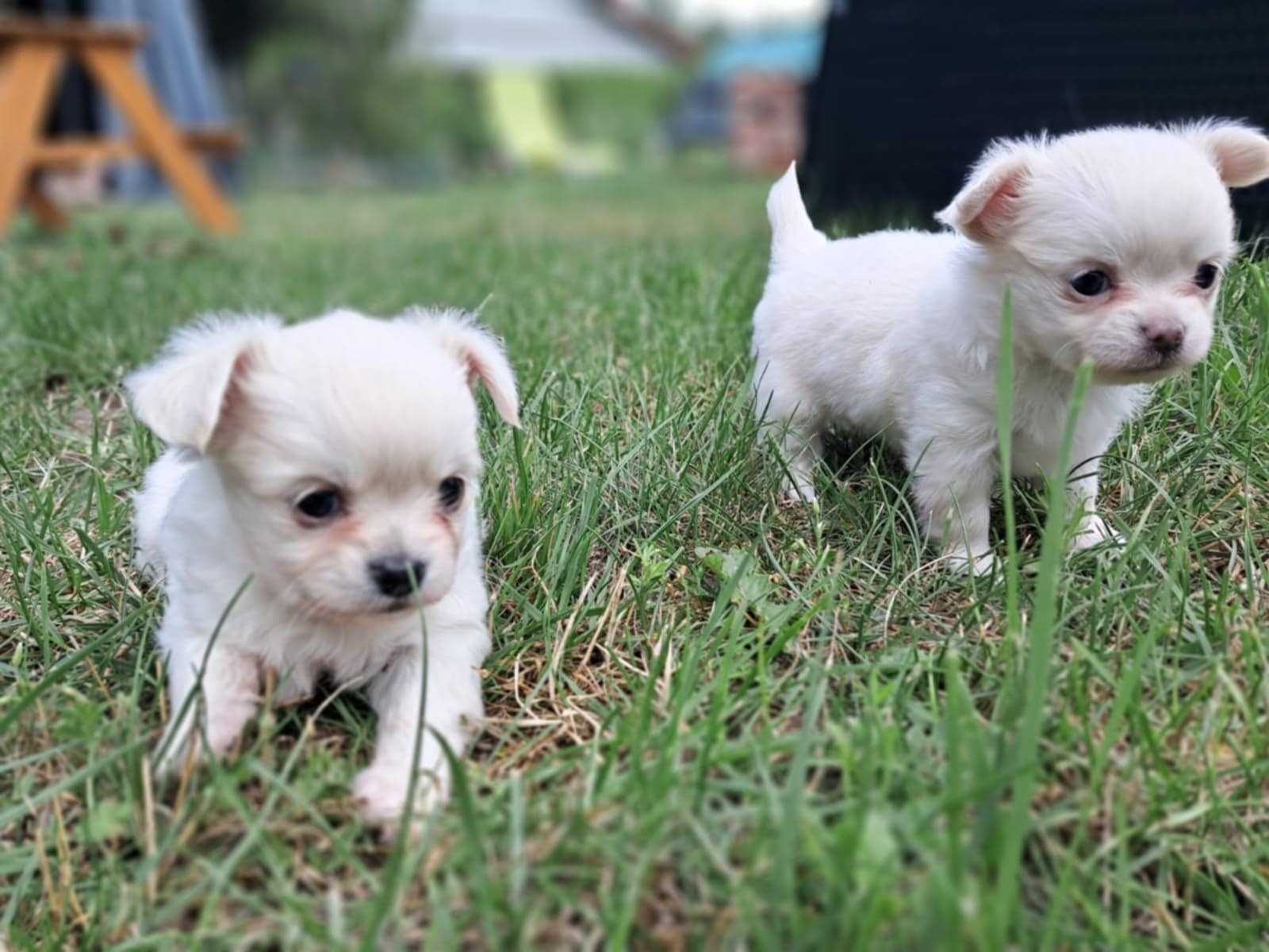 Chihuahua długowłosy , prześliczny piesek ZKwP