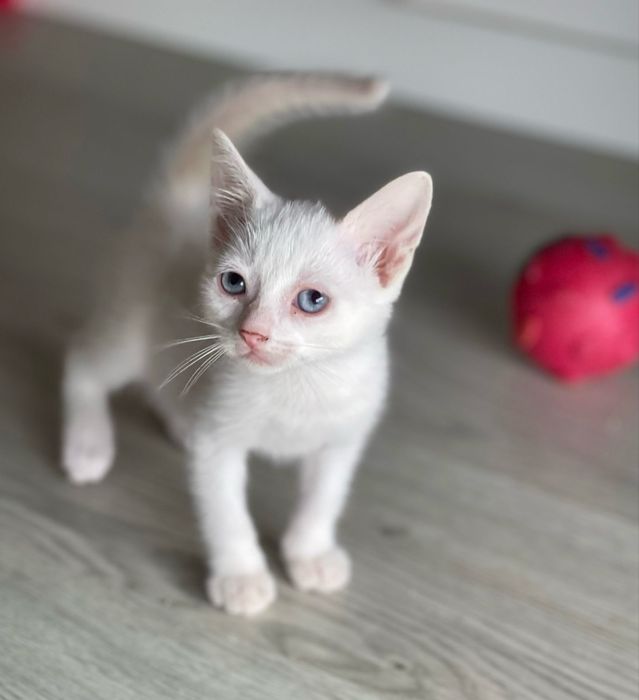 Duas gatas bebes - para adoção conjunta