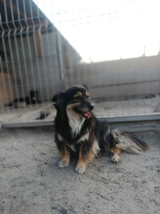 Czy znajdzie się nowy dom dla Daisy?