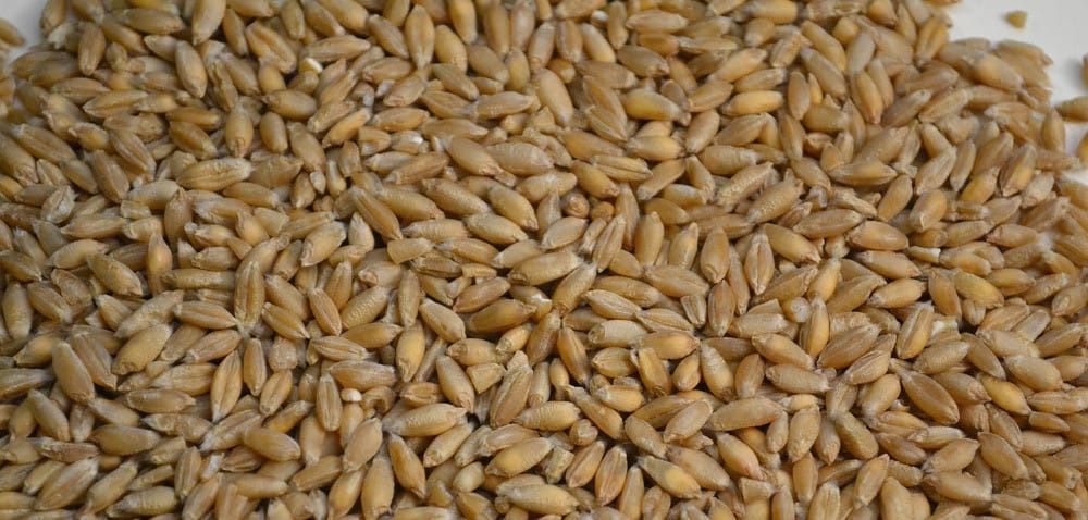 Pszenżyto na paszę