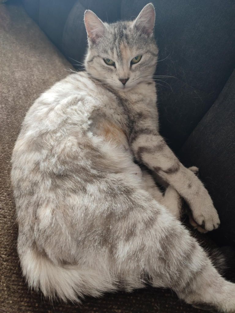 Melisa - przepiękna whiskaska