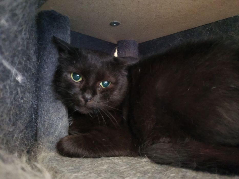 Młoda Matcha szuka domku