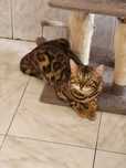 Gato bengal brown