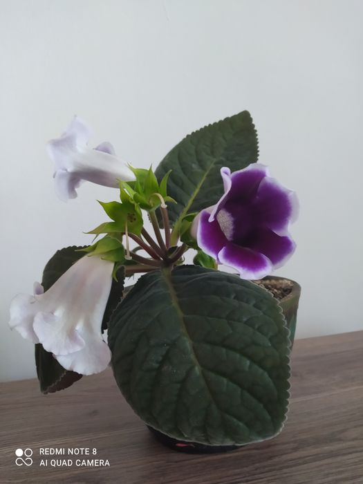 Глюксинія фіолетова