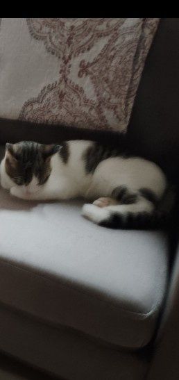 2 gatos para adoção