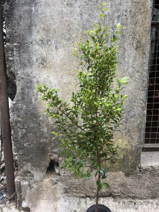Eugenias com 1.20m