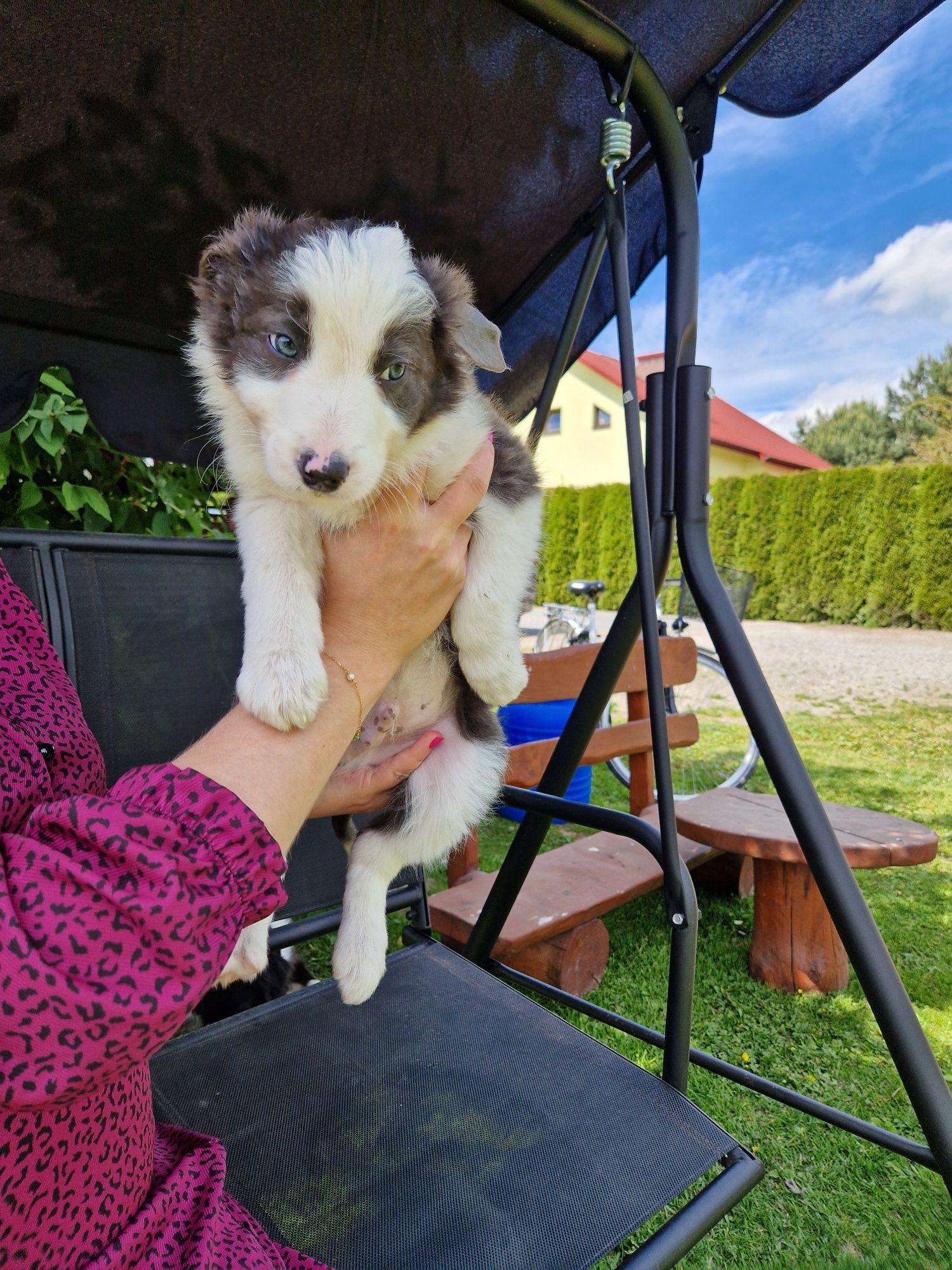 Piesek border collie