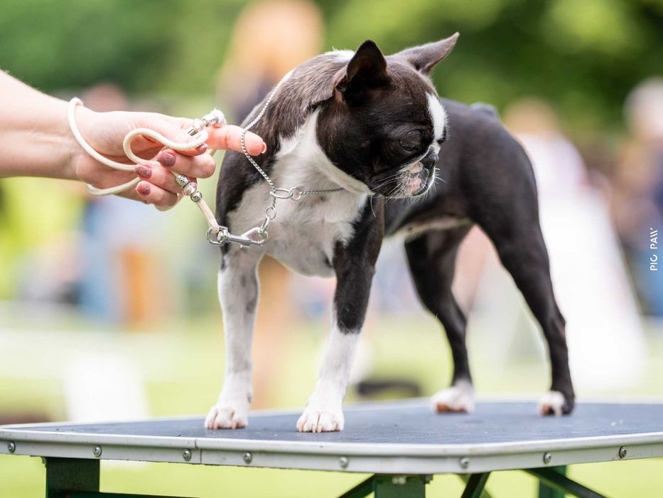 Boston Terrier - Planowane Mioty- Listopad 2025- ZKwP/FCI o/Wrocław