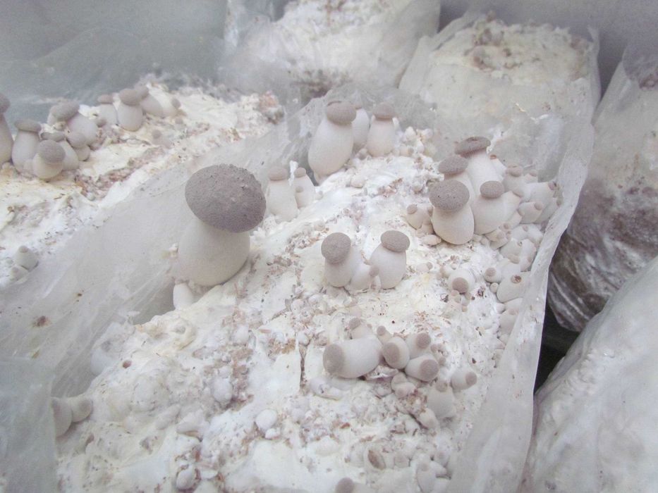 Мицелий Вешенки королевской (эринги)