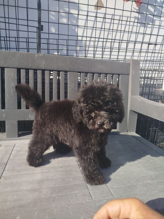 Pudel toy/miniatura czarny piesek