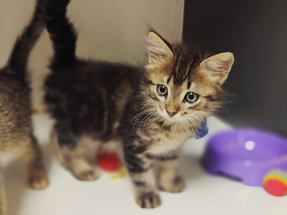 Ніжний кото-хлопчик Лялік (2 міс) шукає сім'ю! Кошеня, кіт, кішка