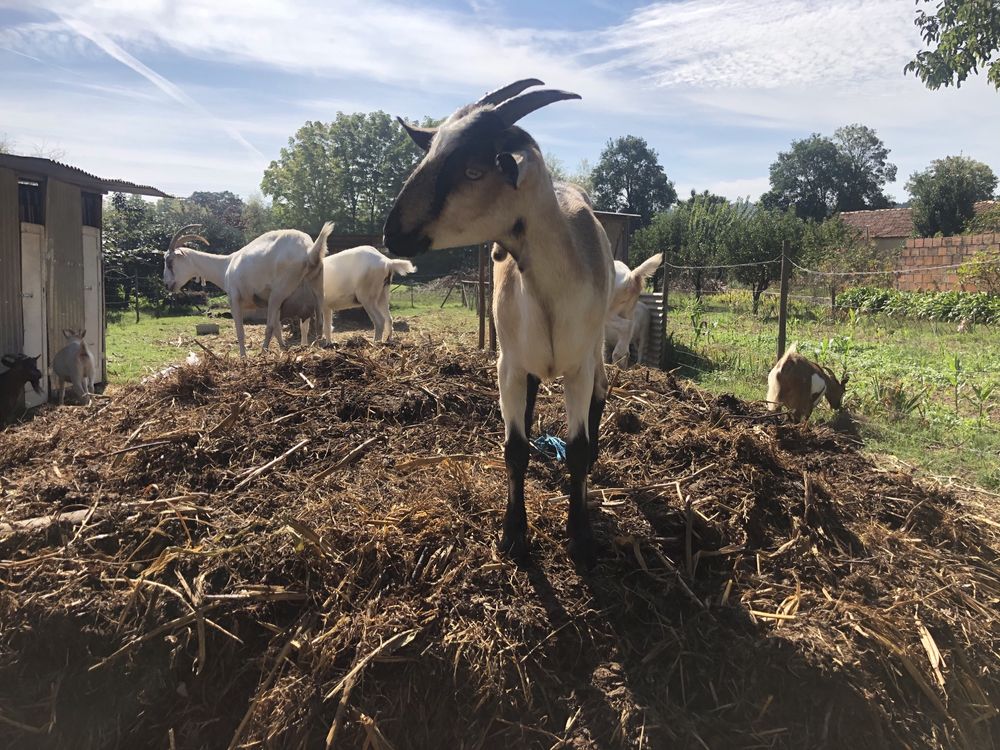 Cabras de otima qualidade para produção de leite (preço por animal)