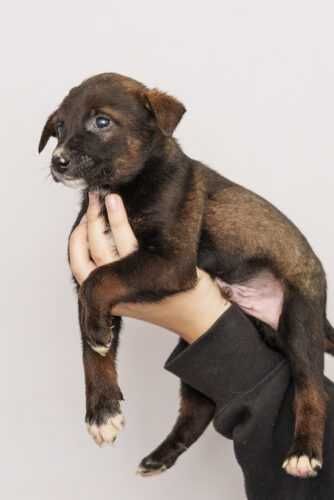 Szczeniaki   szukają domów -schronisko Zgierz -aktualne