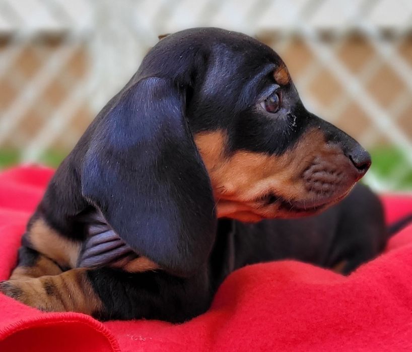 Jamnika Miniaturowy Krótkowłosy Szczeniak