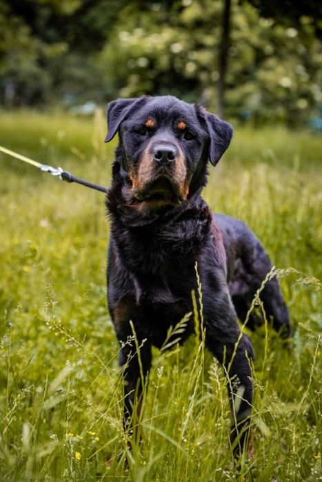 Rottweiler do adopcji