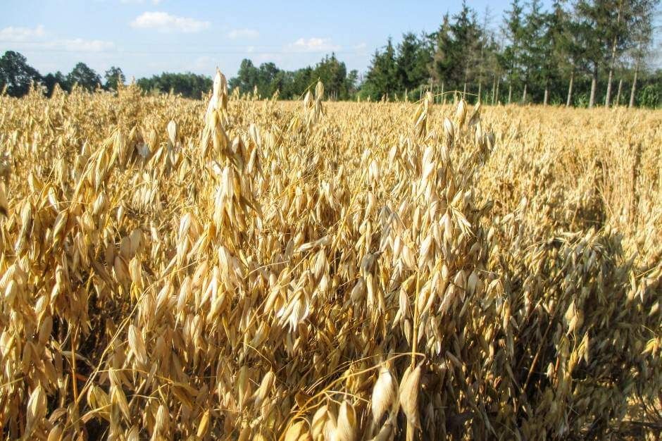 Owies ze zbiorów 2025