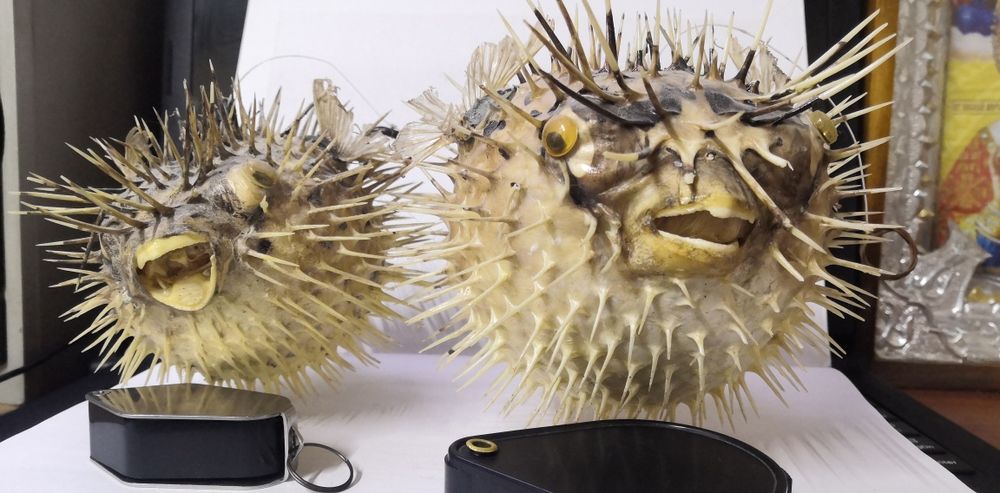 Продам чучело рыбы фугу