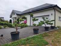 TANIO !!! wyprzedaż ostatnie sztuki jałowiec formowany bonsai