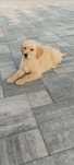 Golden Retriever piesek