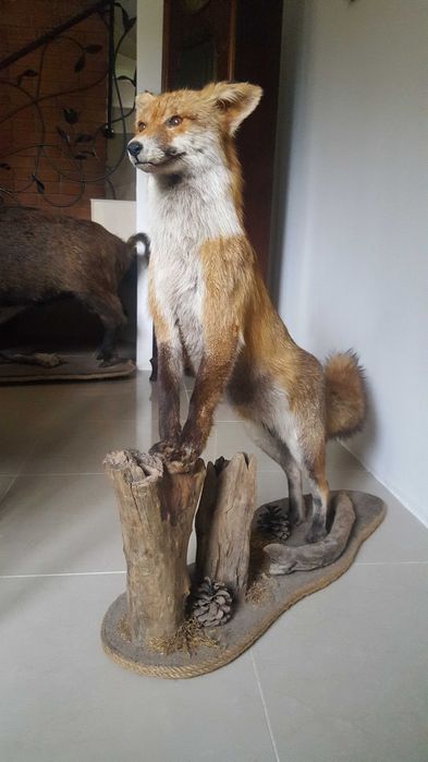 Wypchany , Spreparowany Lis