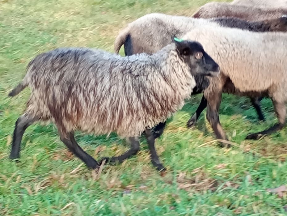 Baranki wrzosówki młode
