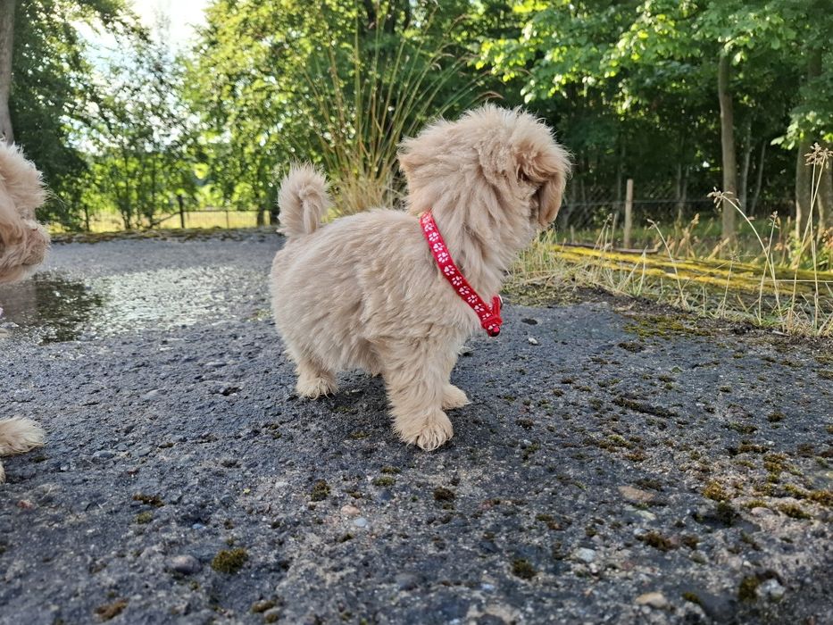 maltipoo szczeniak