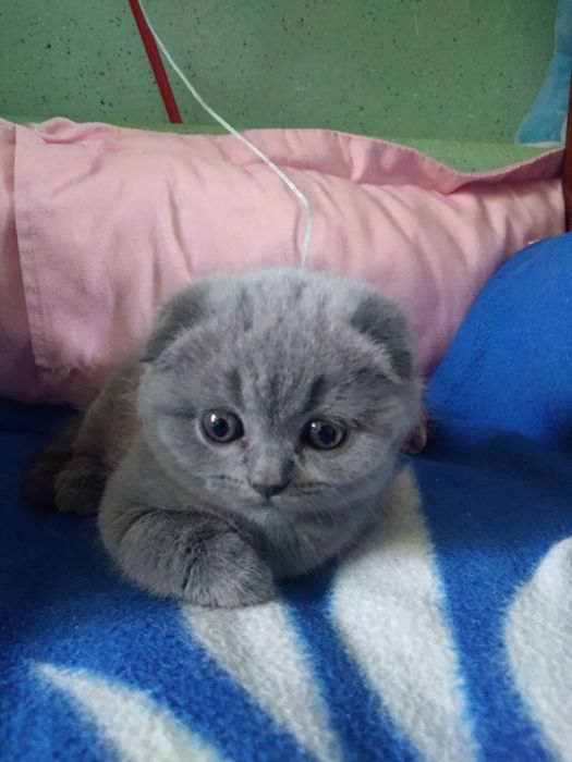 Продам котят от  породистих батьків.