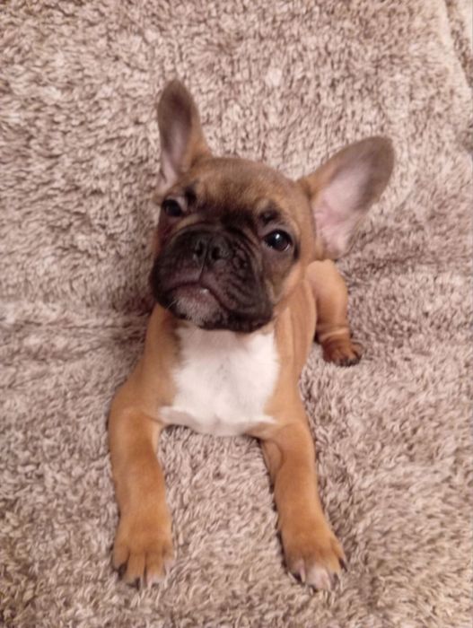 Цуценята французького бульдога шукають родину!