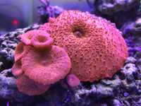 Koralowce miękkie grzybki Discosoma red