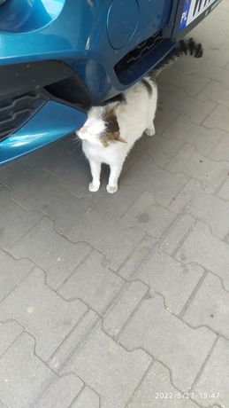 Bezdomna kotka siedzi koło Lidla od kilku tygodni