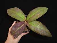 Хойї Хойя Hoya Undulata