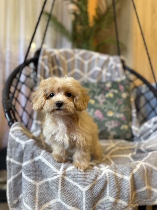 Maltipoo sunia F1 apricot biszkoptowa maltańczyk pudel dziewczynka