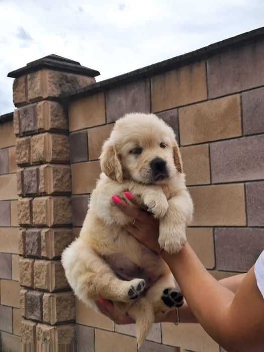 Золотистий ретрівер з документами