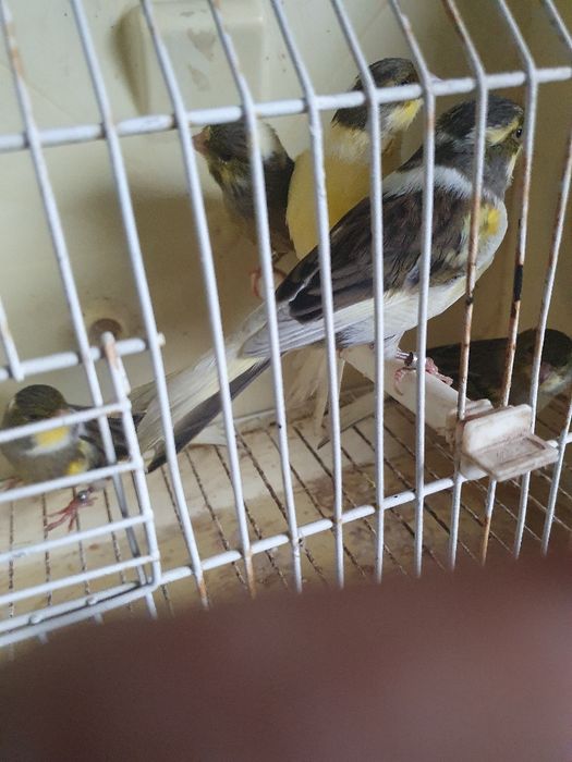 Canários venda ao casal, total 6 aves, 3 casais