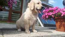 Golden Retriever Rasowy