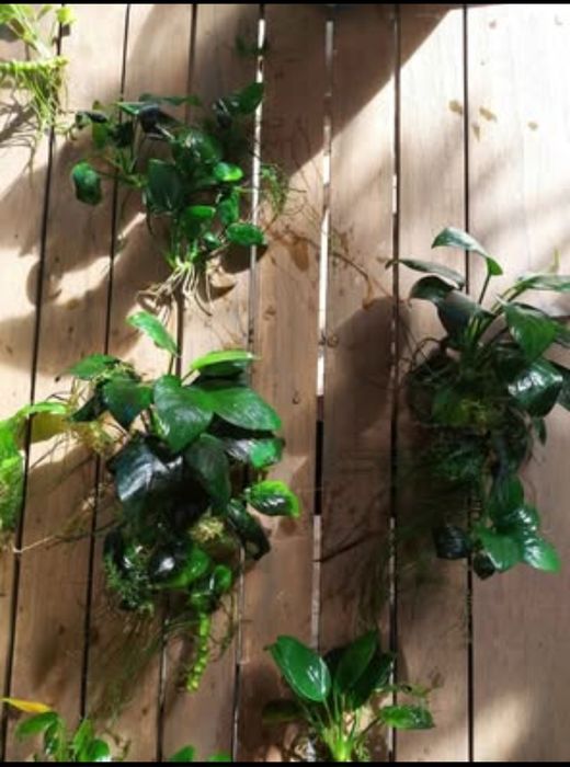 Plantas aquário fácil manutenção