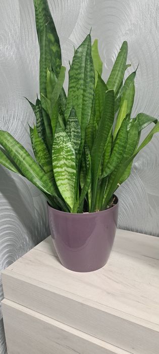 Сансевиерия растение комнатное