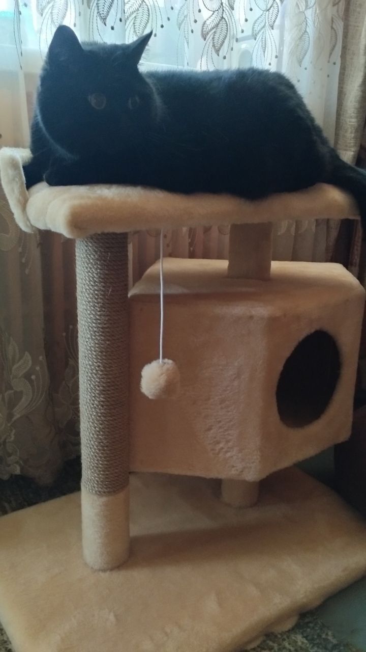 Будиночок для котика. Хатинка для кот