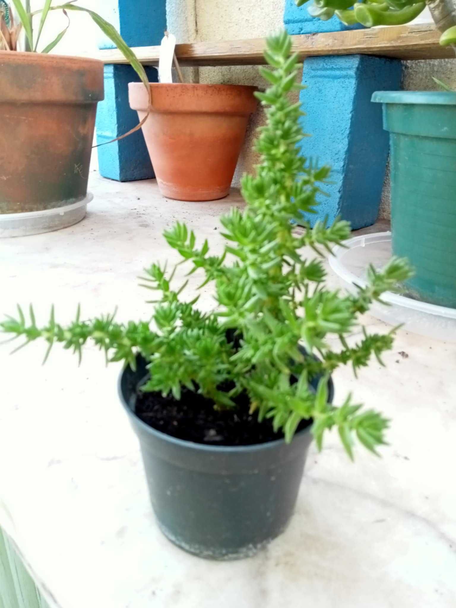 Suculenta Crassula