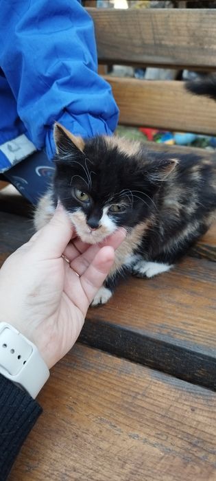 Віддам у хороші руки