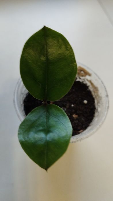 Продам паросток варієгатного заміокулькаса