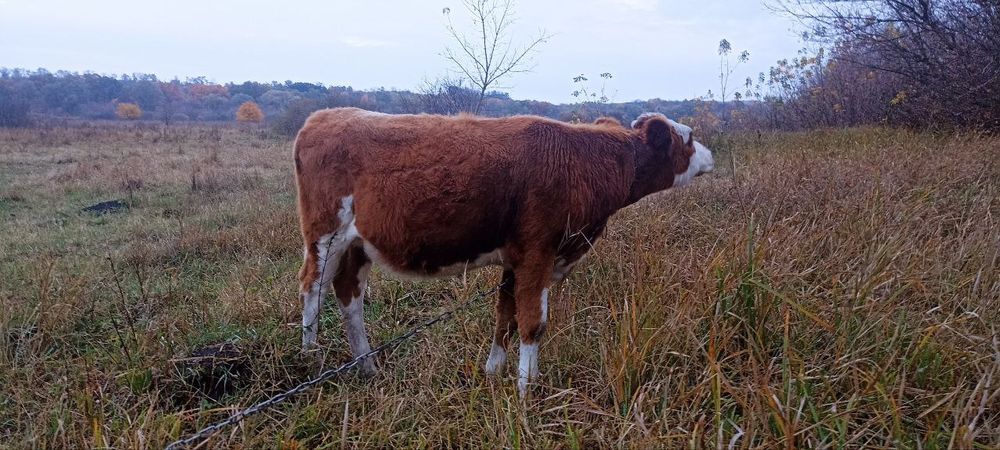 Телочка теличка вік 6 місяців
