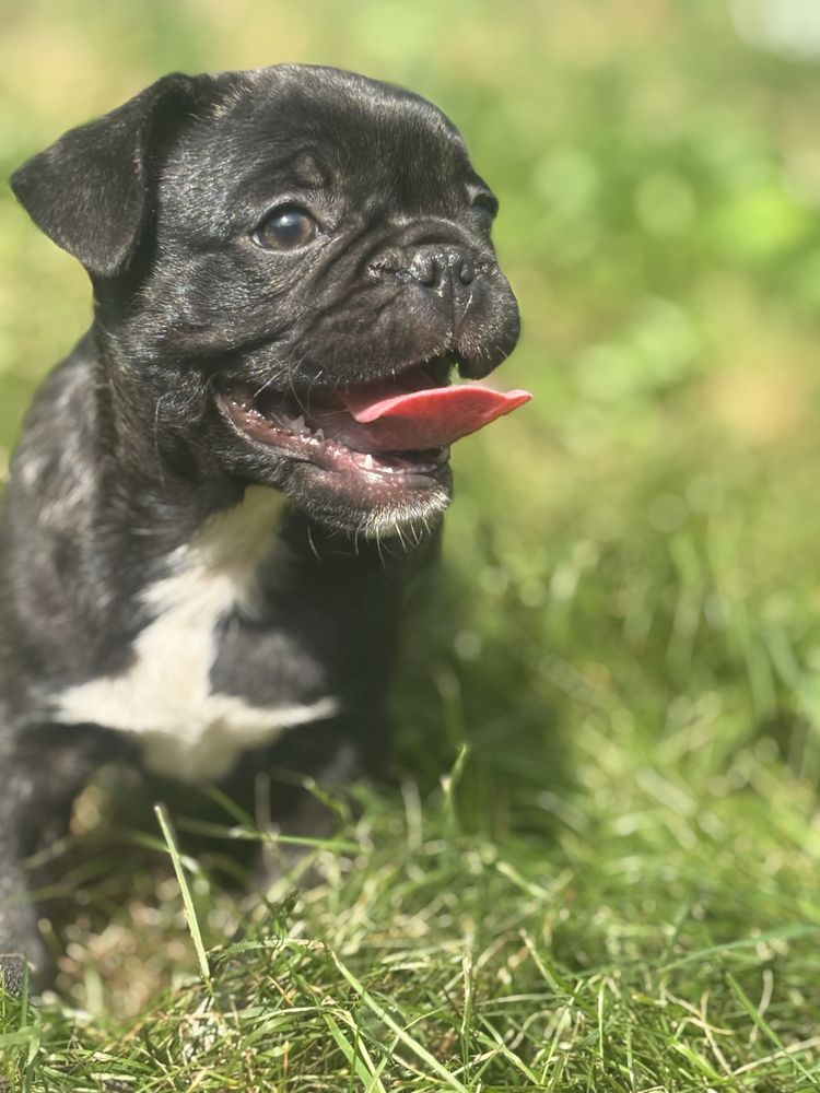 Frienche Pug  (buldog francuski , Mops)